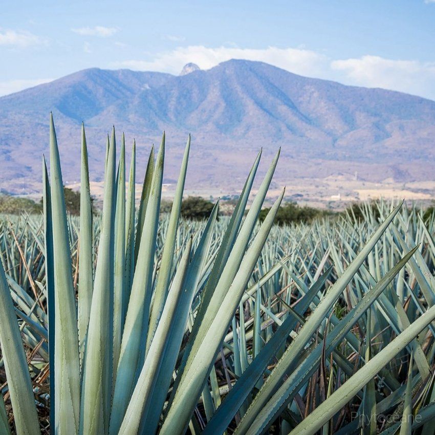 Los secretos del aloe vera